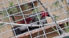 Eclectus roratus polychloros