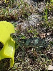 Chamaeleo calyptratus