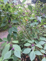 Callicarpa