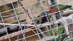 Eclectus roratus polychloros