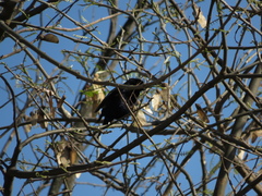 Molothrus bonariensis