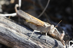 Lactista gibbosus