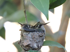 Chlorostilbon lucidus