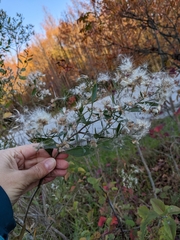 Neolasioptera lathami