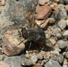 Symphoromyia