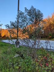 Neolasioptera lathami