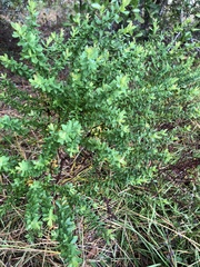 Hypericum microsepalum