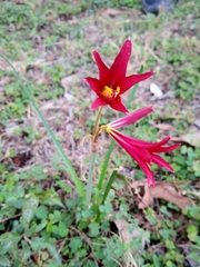 Zephyranthes bifida