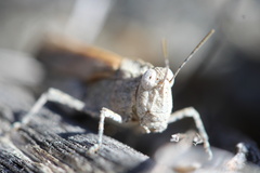 Lactista gibbosus