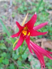 Zephyranthes bifida