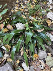 Carex fraseriana