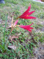 Zephyranthes bifida