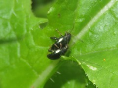 Psylliodes chrysocephala