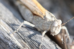 Lactista gibbosus