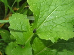 Psylliodes chrysocephala