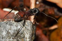 Camponotus cruentatus