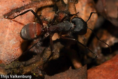 Camponotus cruentatus