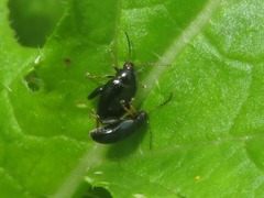 Psylliodes chrysocephala