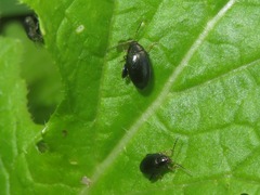 Psylliodes chrysocephala