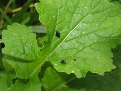 Psylliodes chrysocephala