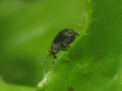 Ceutorhynchus contractus