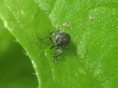 Ceutorhynchus contractus