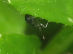 Ceutorhynchus contractus