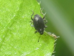 Ceutorhynchus contractus