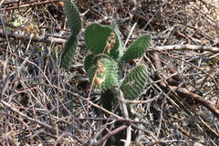Opuntia leucotricha