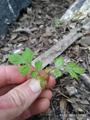 Koelreuteria paniculata