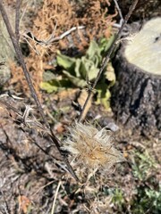 Cirsium ochrocentrum