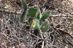 Opuntia leucotricha