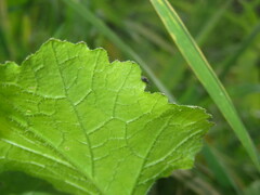 Ceutorhynchus contractus