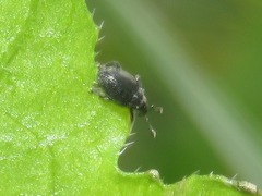 Ceutorhynchus contractus