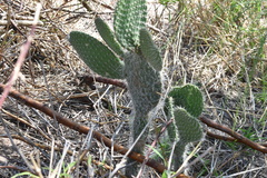 Opuntia leucotricha