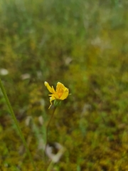 Microseris walteri