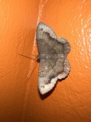 Hemeroblemma malitiosa