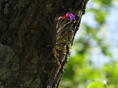 Tillandsia aeranthos
