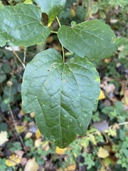 Clematis vitalba