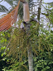 Arecoideae