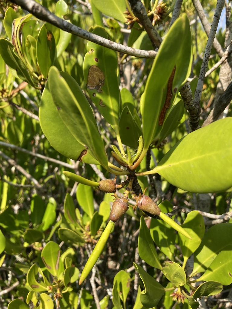 smooth-fruited yellow mangrove from Airport Ave, Aeroglen, QLD, AU on ...