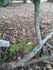 Koelreuteria paniculata