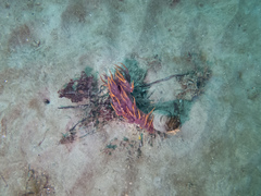 Dendronotus iris