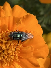 Cochliomyia