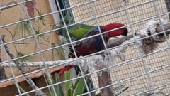 Eclectus roratus polychloros