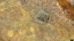Peniophorella