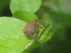 Parethelcus pollinarius