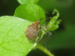 Parethelcus pollinarius