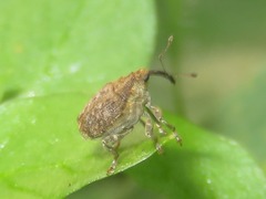 Parethelcus pollinarius