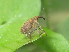 Parethelcus pollinarius